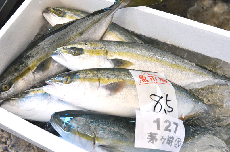 茅ヶ崎漁港から仕入れた新鮮なブリ